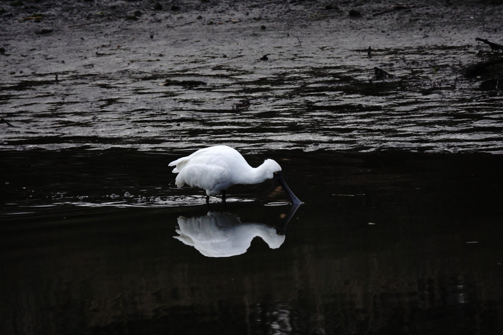 Photography Calendar