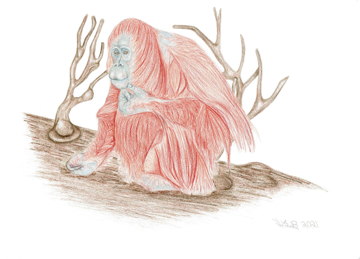Lady of the forest