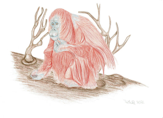 Lady of the forest