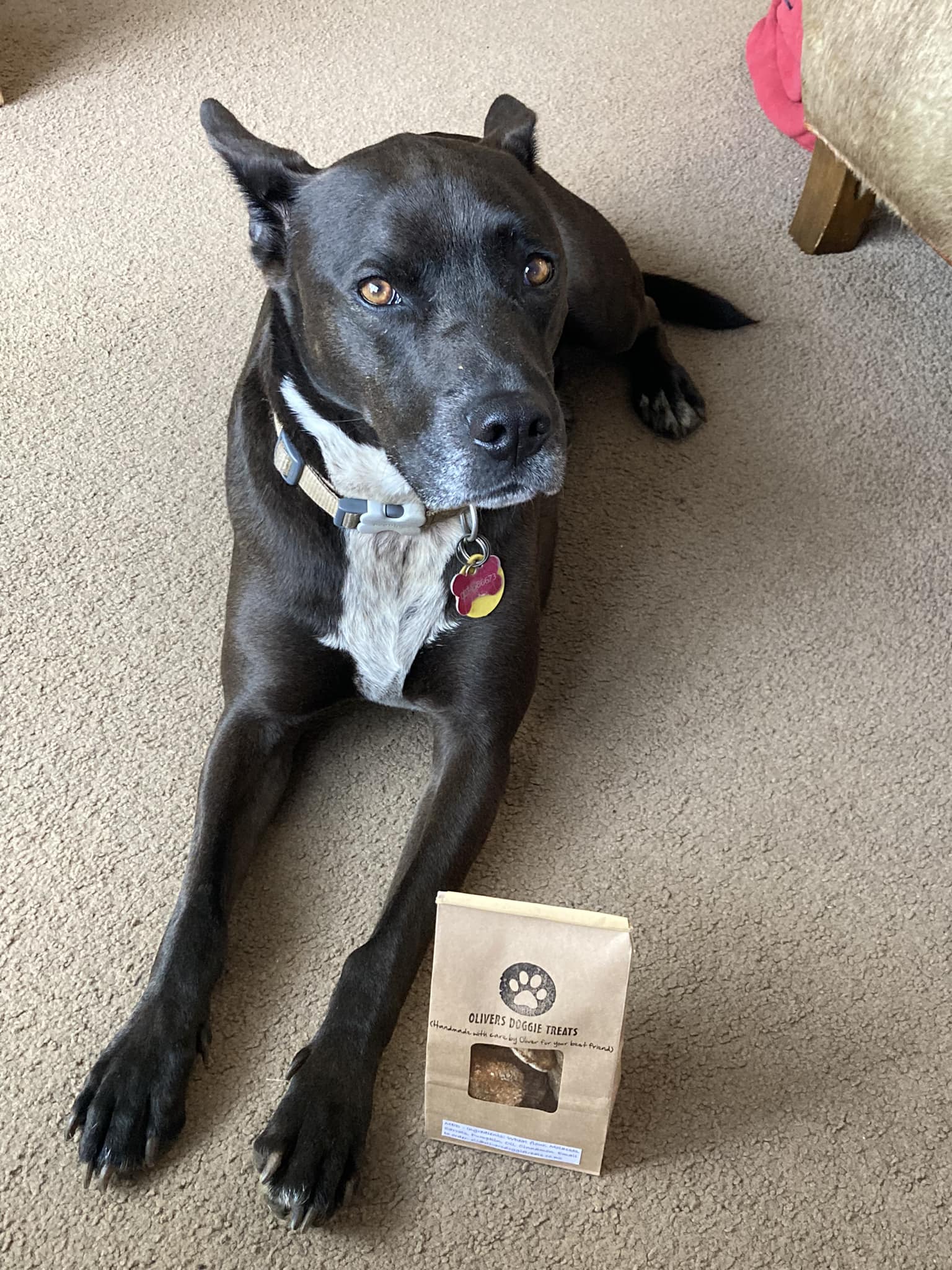 Oliver Doggy Treats