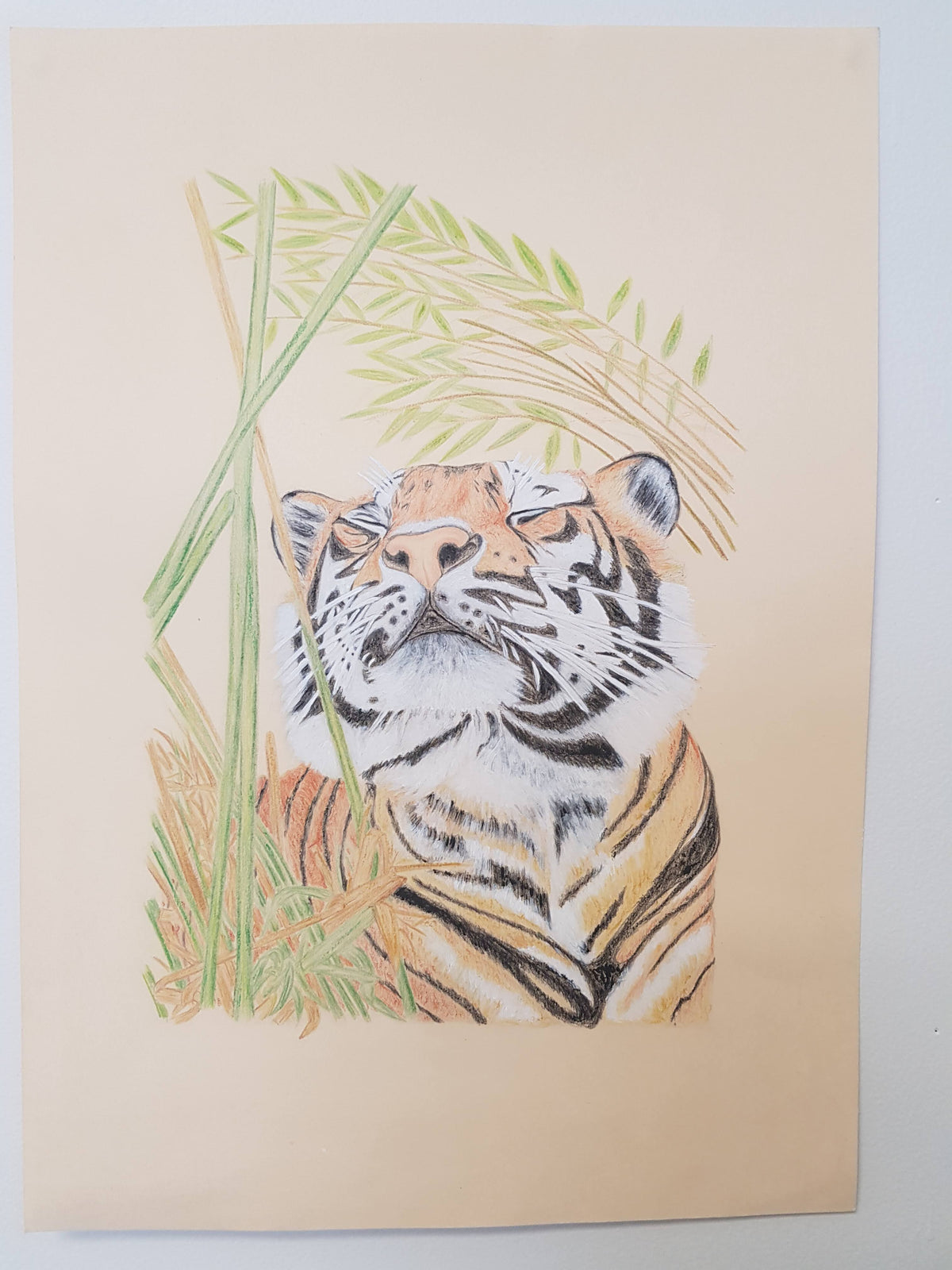 Sleeping Tiger